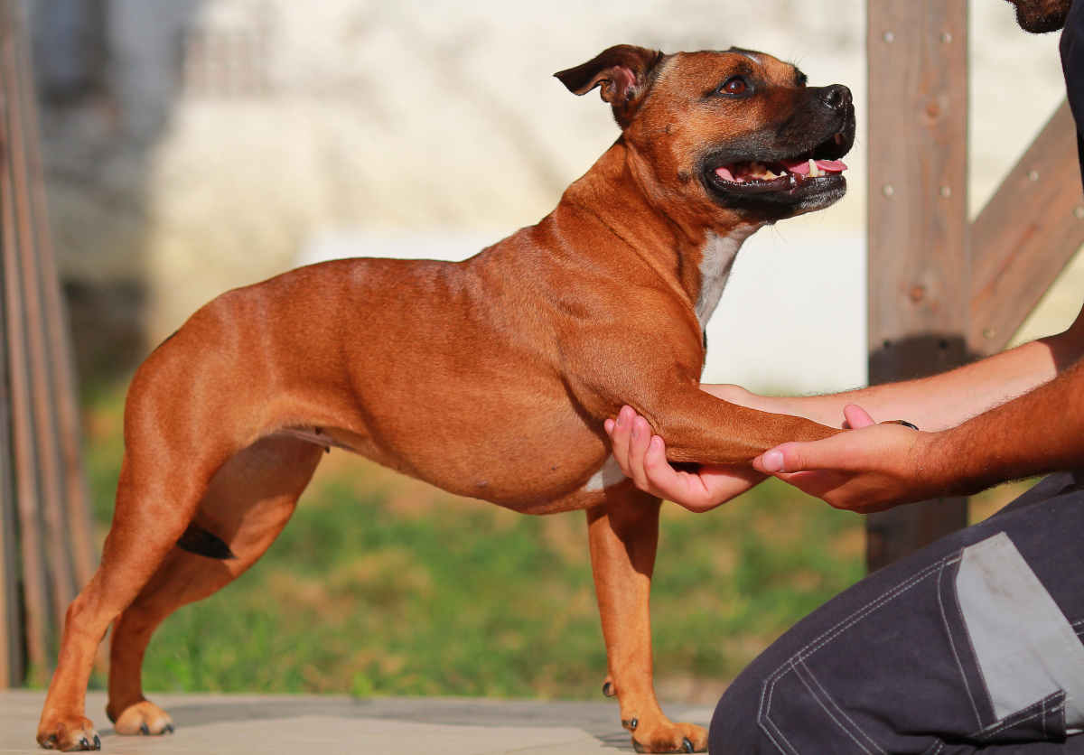 osteopathie chien canine