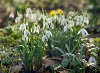 perce neige