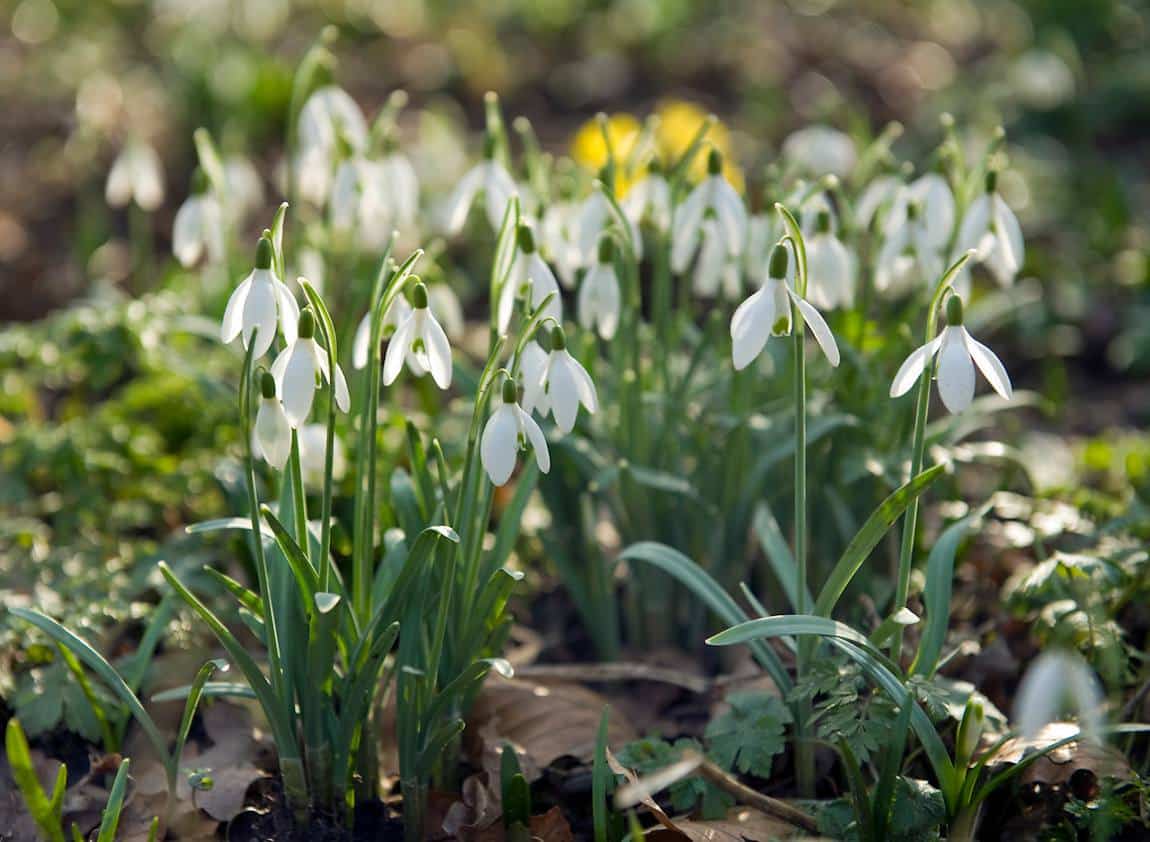 Fleurs à bulbes - Jardiner Malin : jardinage et recettes de saison