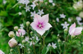 platycodon plantation