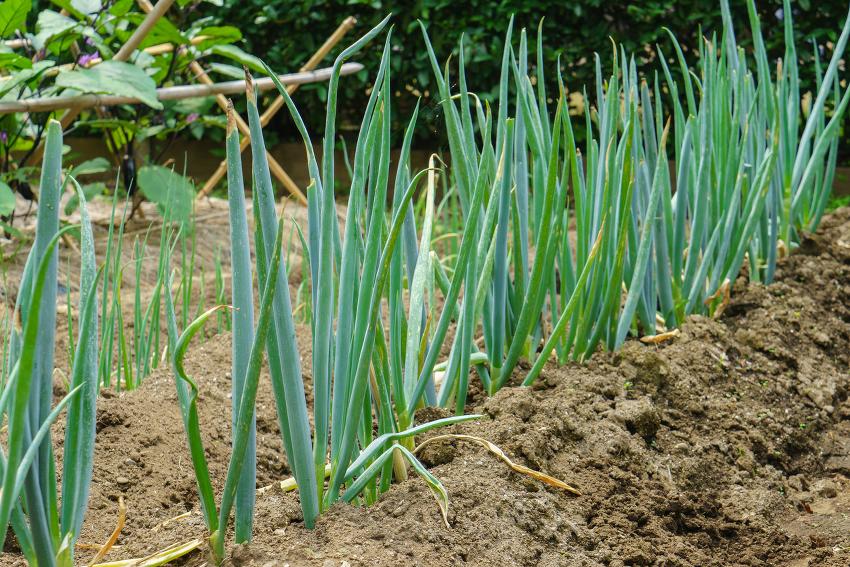 Poireaux sauvages - Le Potager Coudoux