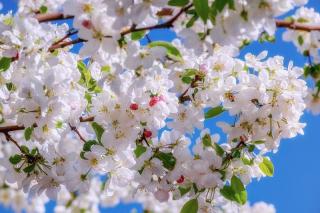 pommier en fleur