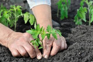 repiquage tomates en terre après semis