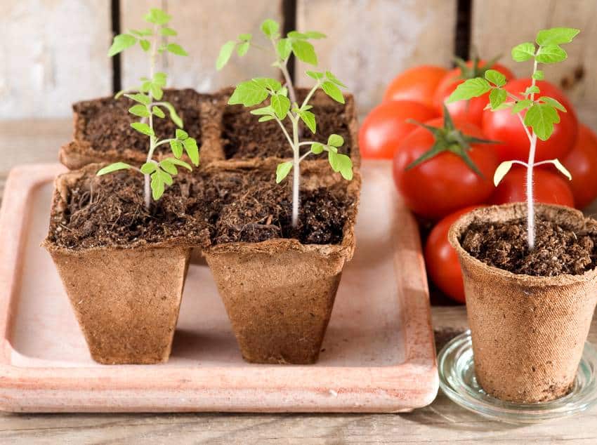 Tomate : faire un bon semis Semis-de-tomate