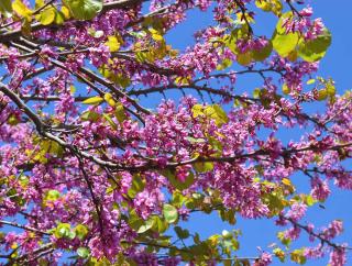 Arbre de judée - Cercis siliquastrum