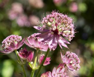 Astrantia radiaire fleur