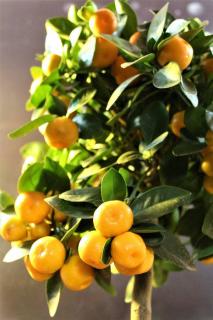 Calamondin en pot