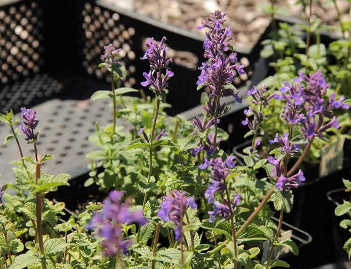 Cataire (Nepeta cataria) - Le jardin des vie-la-joie