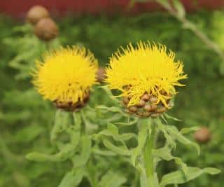 Centaurea Macrocephala