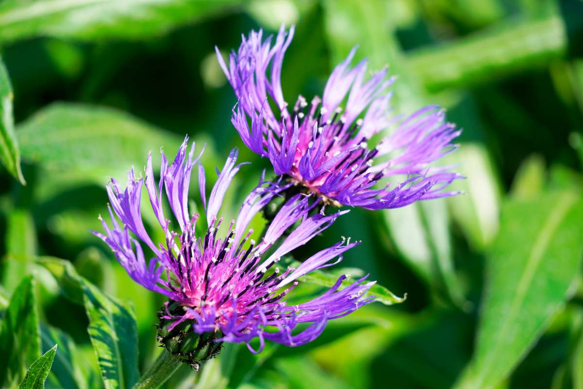 Centauree - Centaurea