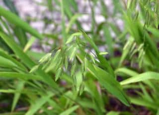 Chasmanthium latifolium