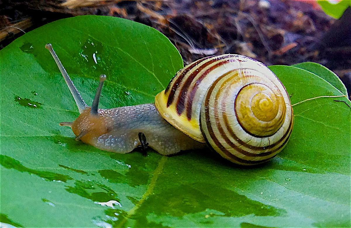 Escargot utilité jardin