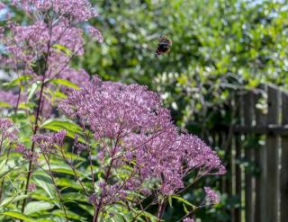 Eupatoire Eupatorium