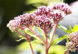 Eupatoire Eupatorium fleur