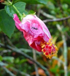 Hibiscus rosa sinensis - rose de chine - maladie