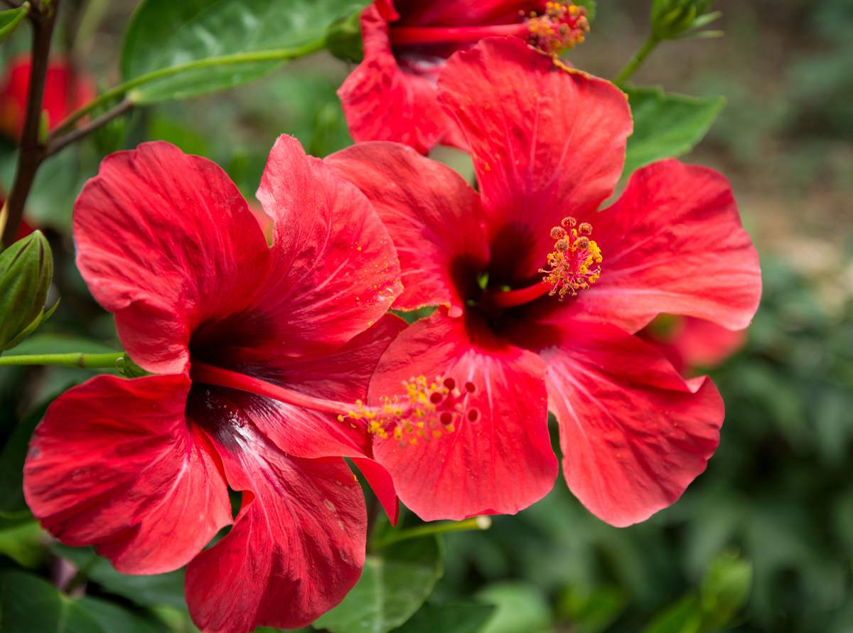 Hibiscus rosa sinensis - rose de chine