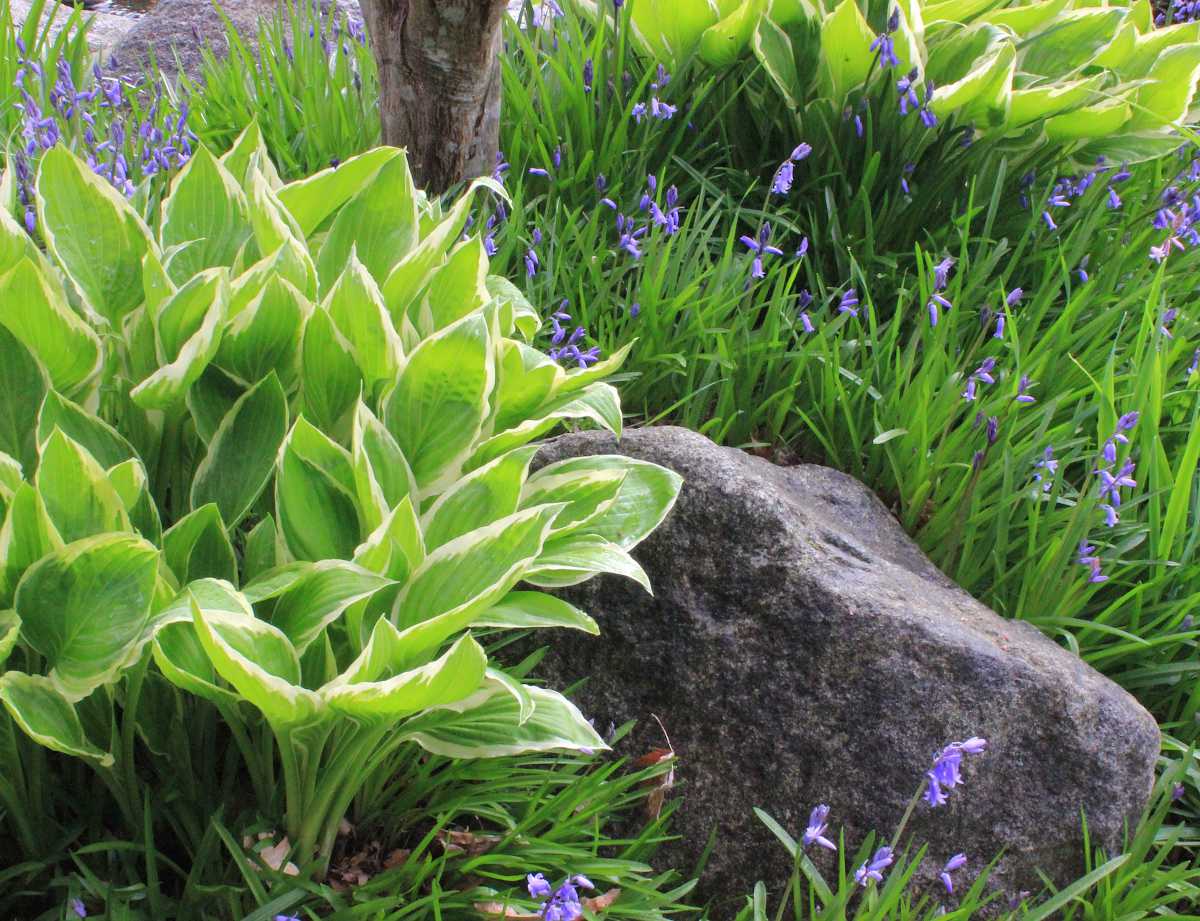 Hosta plante