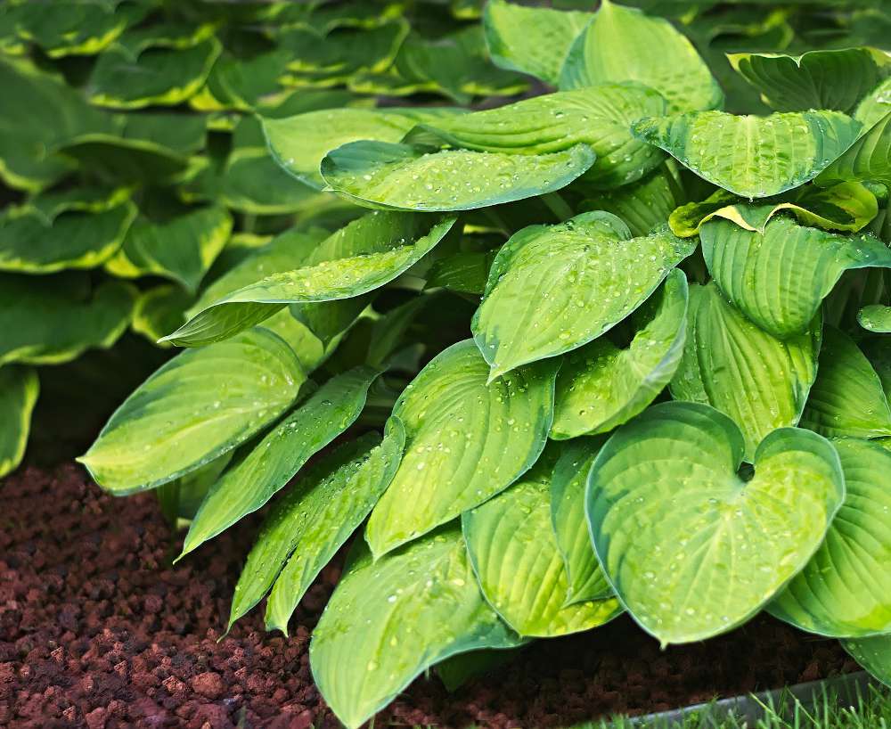 Hosta plante