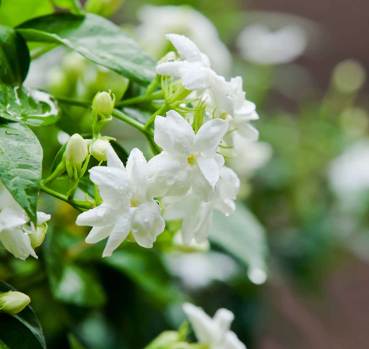 Jasmin : plantation, entretien, floraison et bienfaits