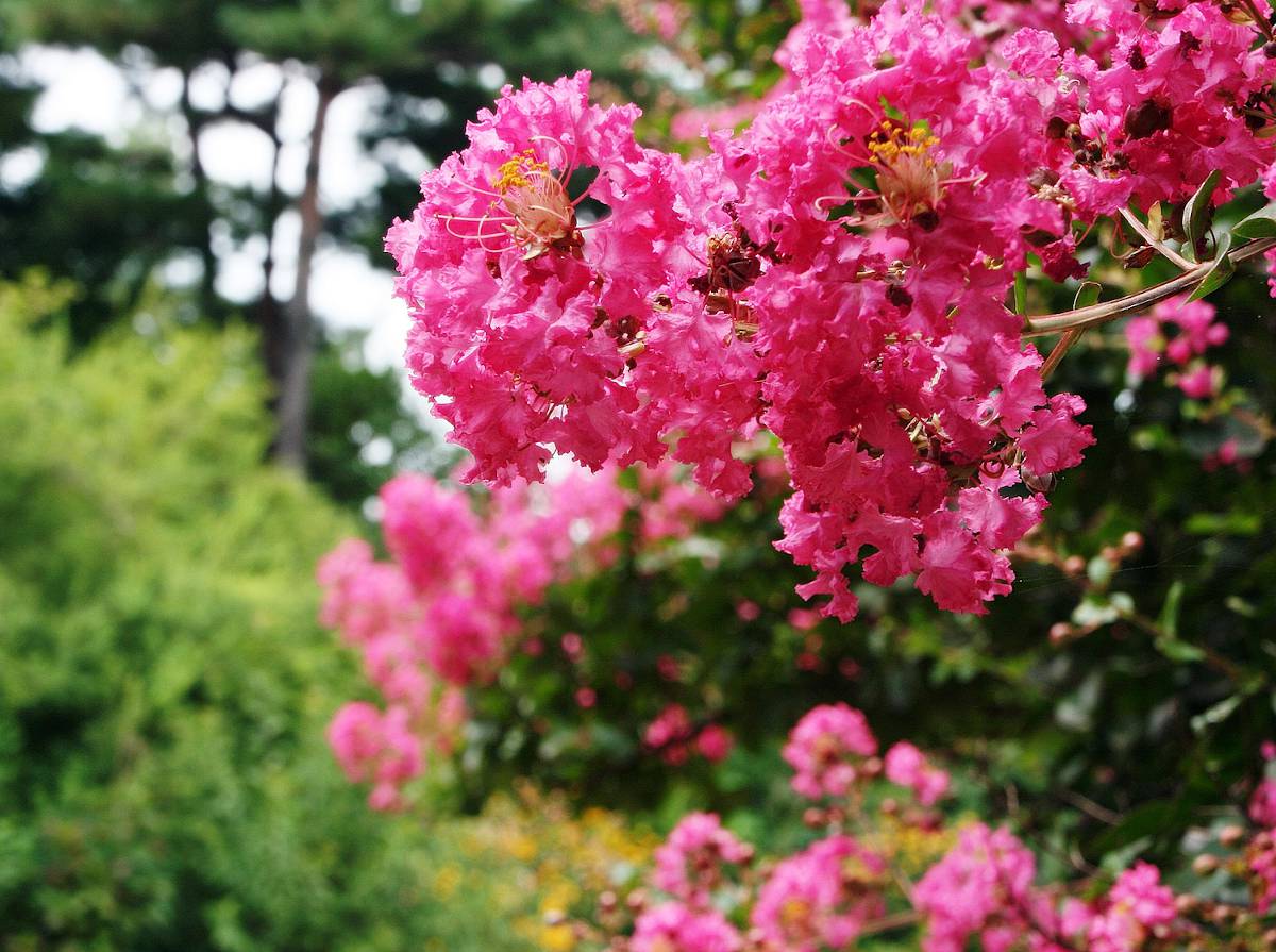 Lilas des Indes