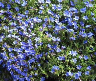 Lithodora diffusa plantation