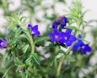 Lithodora diffusa - Gremil