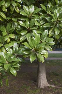 Magnolia Grandiflora plantation