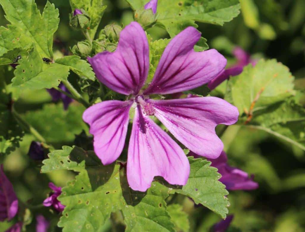 Mauve - malva - fleur plante