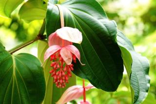 Medinilla magnifica