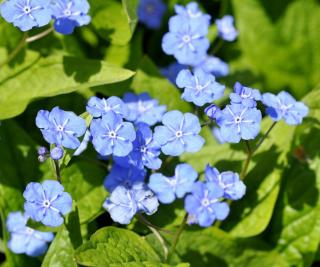 Omphalodes