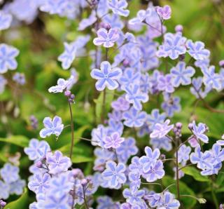 Omphalodes cappadocica