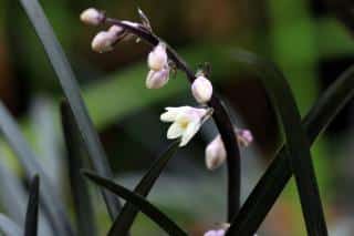 Ophiopogon fleur