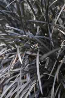 Ophiopogon planiscapus