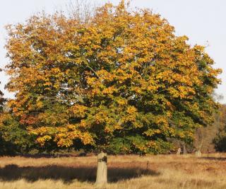 Quercus coccinea chene ecarlate automne