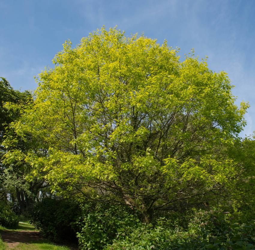 Quercus coccinea chene ecarlate