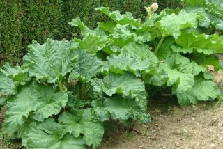 Rhubarbe plante