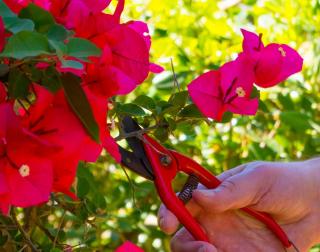 Taille du bougainvillier