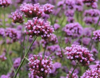 Verbena bonariensis - verveine buenos aires