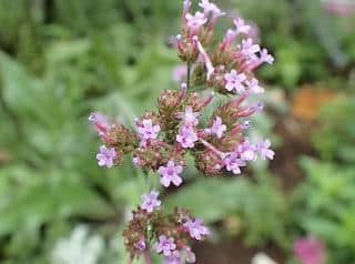 Verveine de Buenos Aires