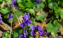 Violette : plantation et entretien pour une belle floraison