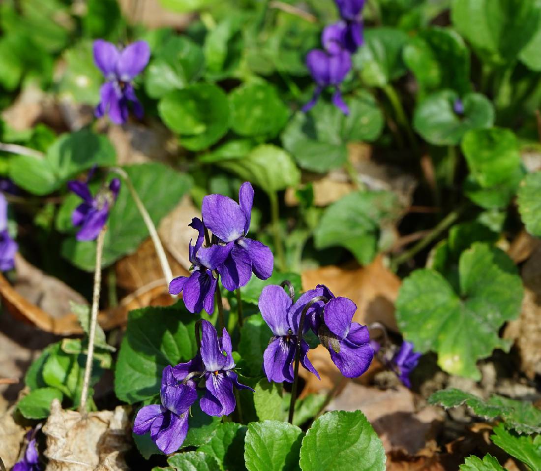 Violette : bienfaits et vertus pour la santé