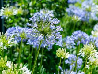 agapanthe - agapanthus