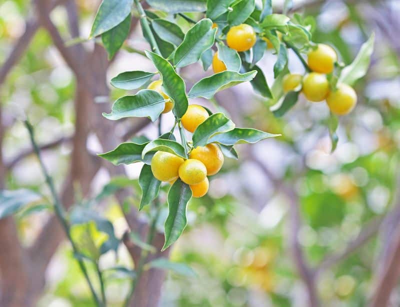 Agrumes sous serre de jardin : Comment les protéger du froid