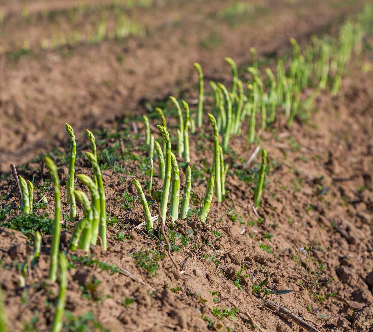 asperge culture