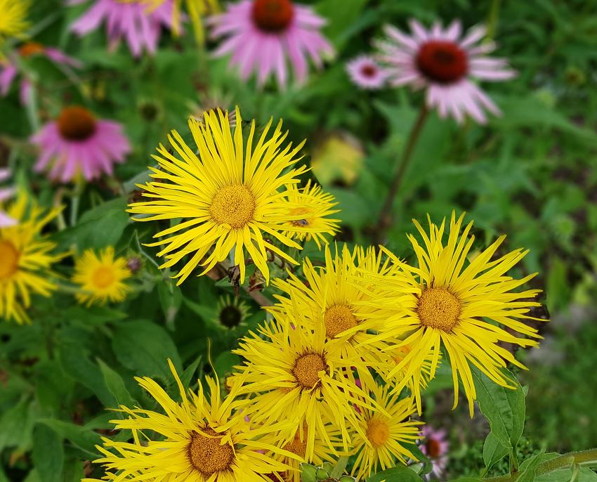 aunee Inula helenium