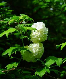 boule de neige arbuste