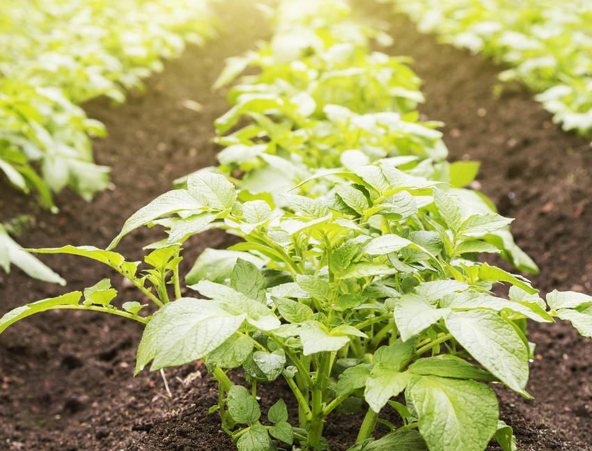 Quand et comment planter les pommes de terre ?