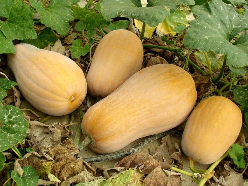 Potiron, butternut, courge 5 astuces pour les éplucher sans se blesser :  Femme Actuelle Le MAG