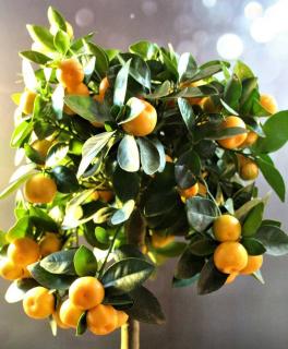 calamondin - citrus mitis