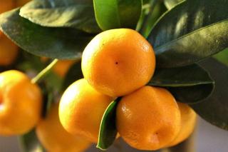 calamondin entretien